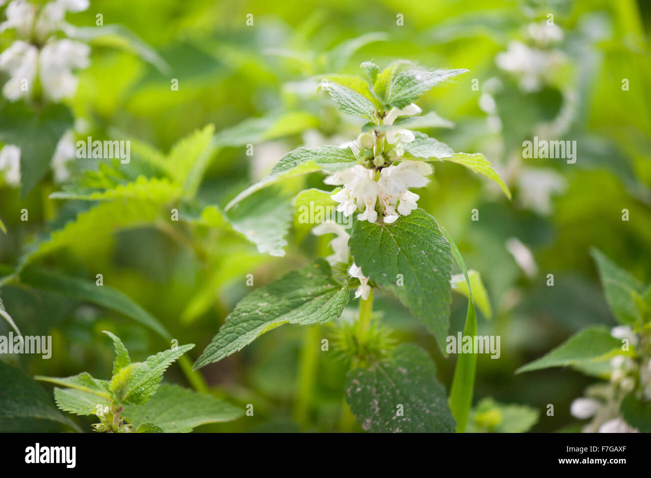 Lamium album macro fleurs blanches, phytothérapie plante vivace à fleurs de la famille Lamiaceae, appelé ortie blanche ... Banque D'Images