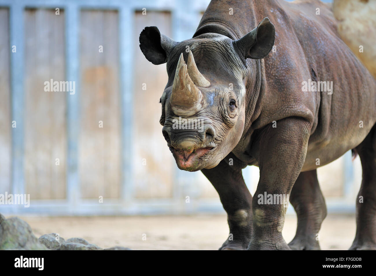 L'exploitation forestière autour de sa piscine en plein air, composé d'un rhinocéros noir obtient un peu d'exercice à Chicago's Lincoln Park Zoo. Chicago, Illinois, USA. Banque D'Images
