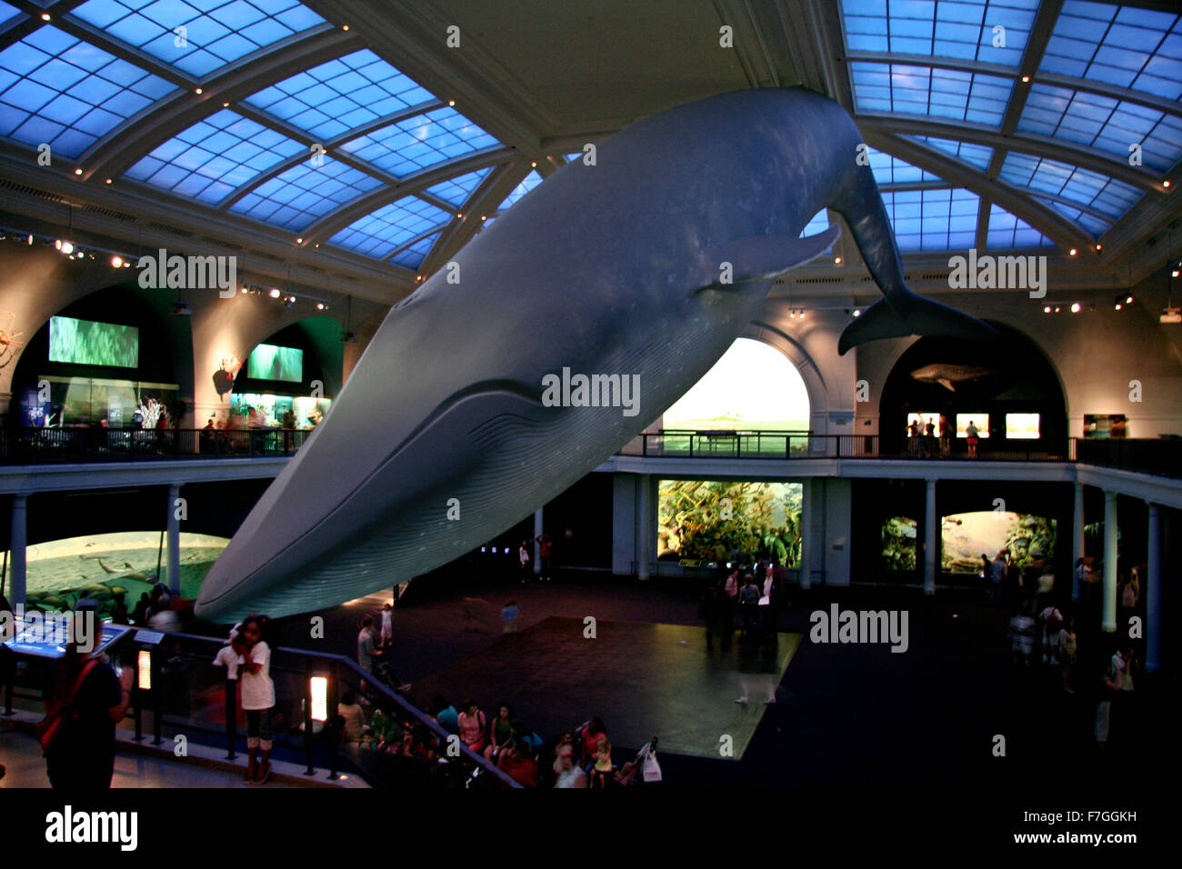 NEW YORK - Le 23 juin : le célèbre Musée Américain d'Histoire Nationale détient une importante collection de pièces préhistoriques et des f Banque D'Images