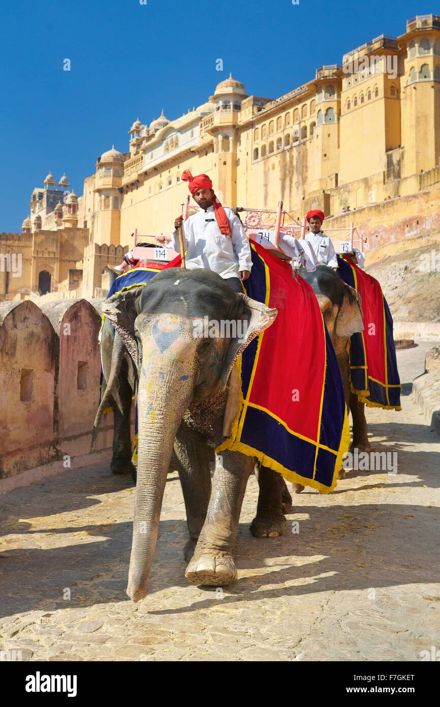 L'Inde éléphant (Elephas maximus) de retour de la Fort Amber à Jaipur, Rajasthan, Inde Banque D'Images