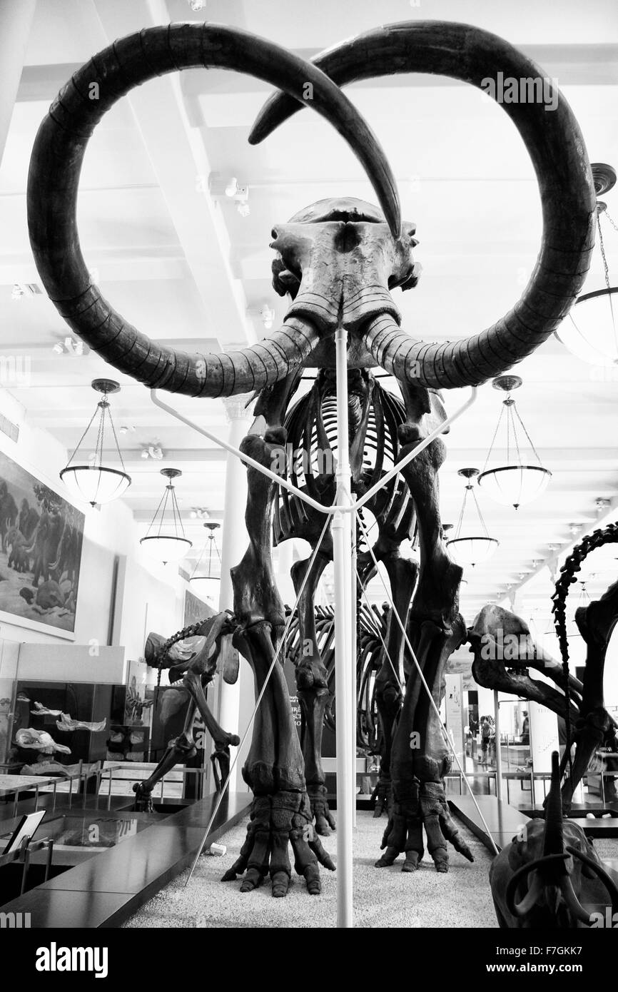 Squelette de mammouth préhistorique libre, tourné en noir et blanc Banque D'Images