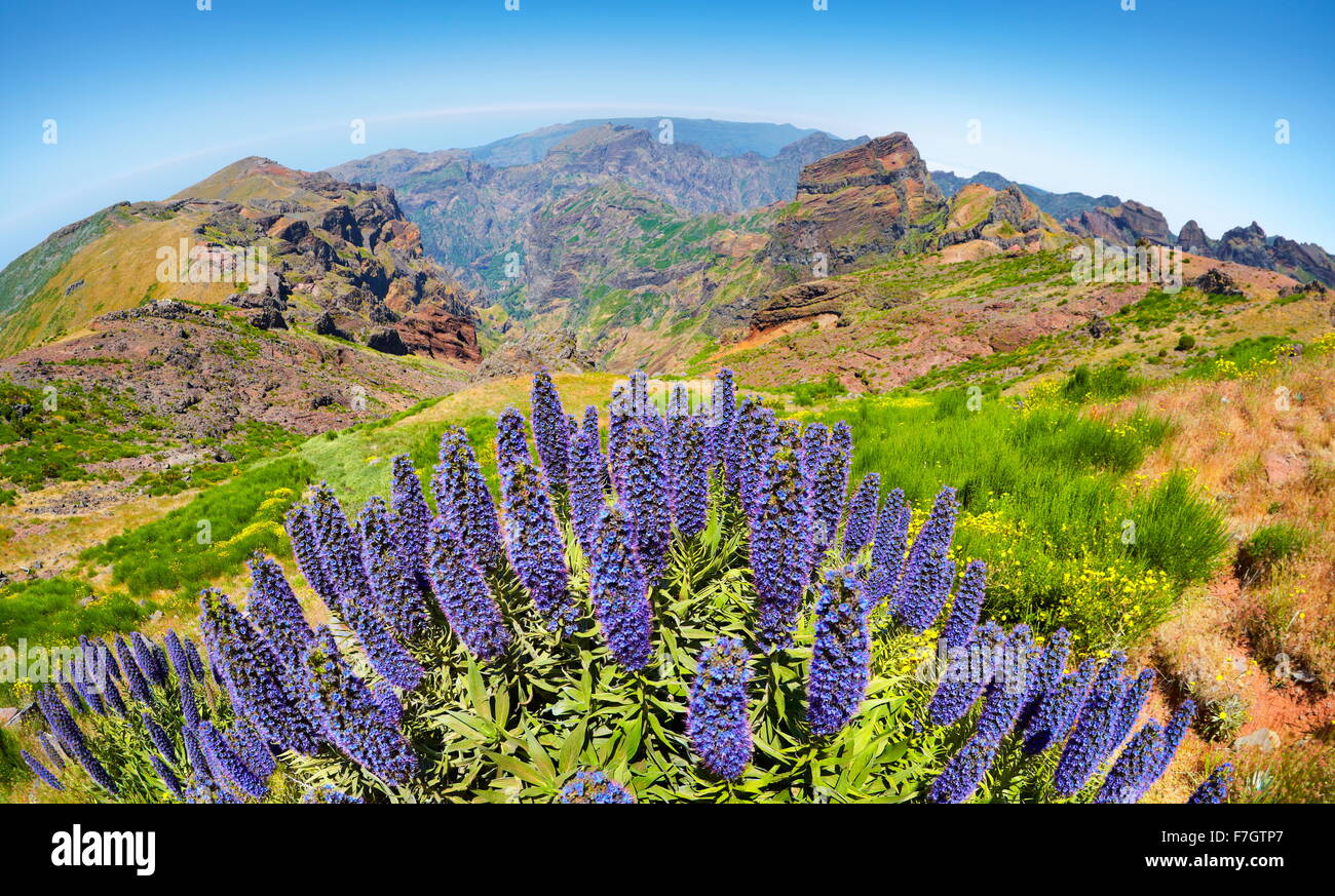Fleurs au Pico do Arieiro (1816m), l'île de Madère, Portugal Banque D'Images