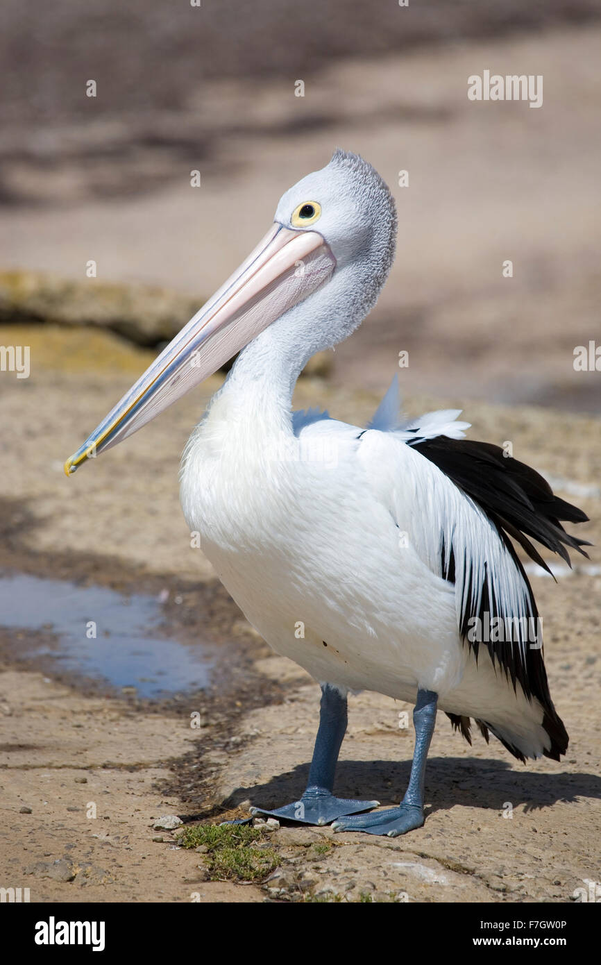 Pelican à seashore Banque D'Images