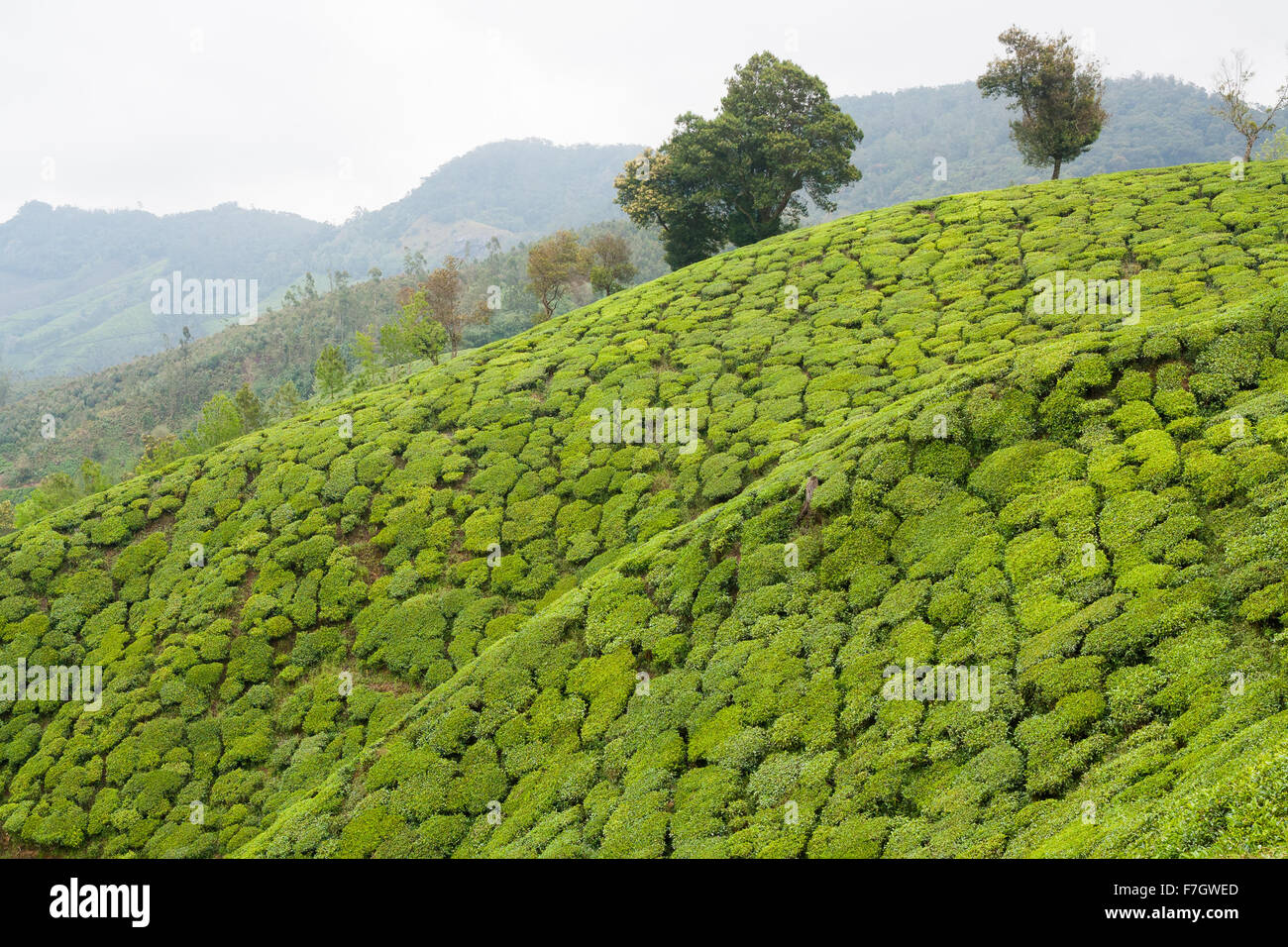 Les plantations de thé munnar inde Banque D'Images