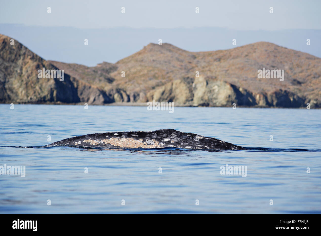 Pr0017-D. La baleine grise (Eschrichtius robustus). barnacle couverts en arrière. Magdalena Bay, Baja, au Mexique. Photo Copyright © Brandon Cole Banque D'Images
