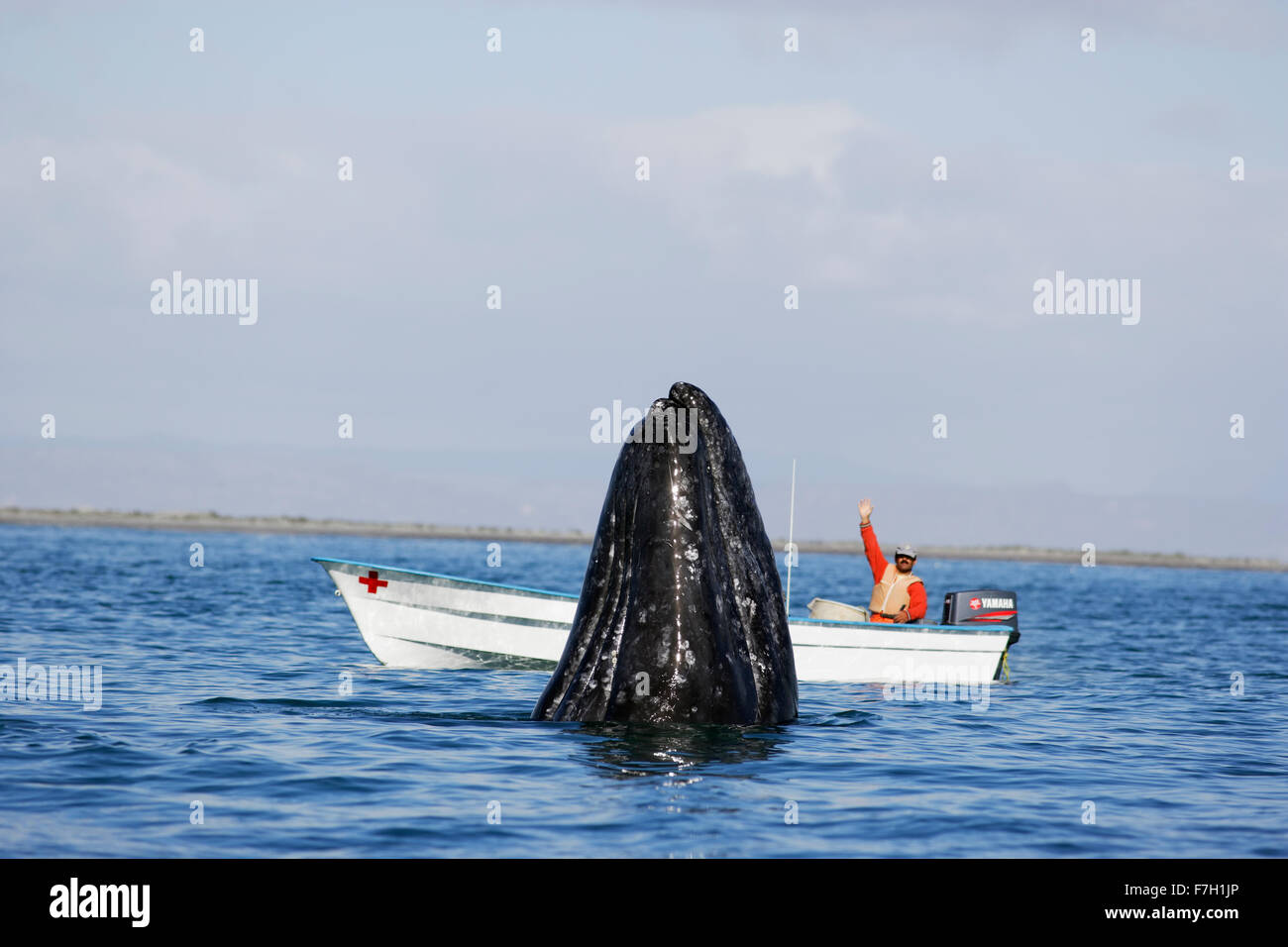 PR0098-D. La baleine grise (Eschrichtius robustus) spyhopping aux côtés de voile, Baja, au Mexique. Photo Copyright © Brandon Cole. Banque D'Images