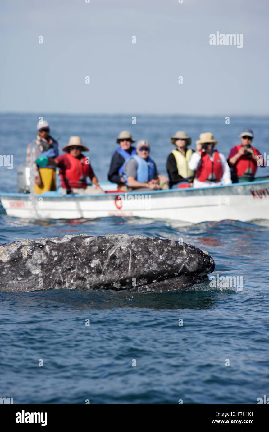 Pr0099-D. La baleine grise (Eschrichtius robustus) aux côtés de surfaces bateau (un 'panga') avec les touristes. La lagune de San Ignacio, Baja, au Mexique Banque D'Images