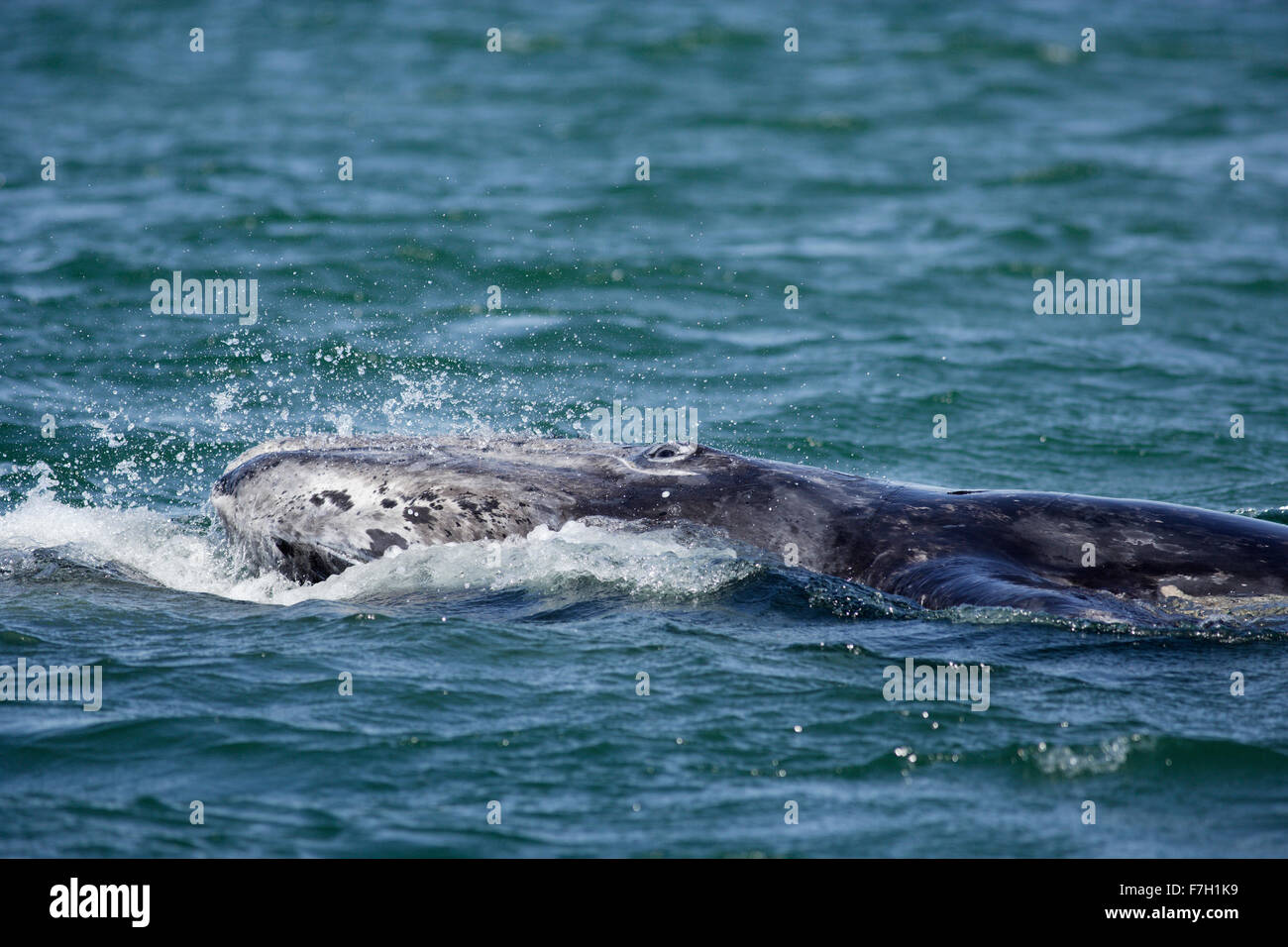 Pr0129-D. La baleine grise (Eschrichtius robustus) veau, jouant à la surface. Baja, au Mexique. Photo Copyright © Brandon Cole. Banque D'Images