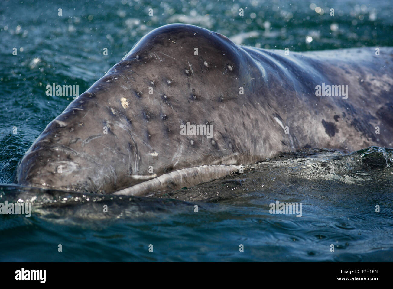 Pr0159-D. La baleine grise (Eschrichtius robustus) veau. Remarque Des poils sur le museau. Baja, au Mexique. Photo Copyright © Brandon Cole. Banque D'Images
