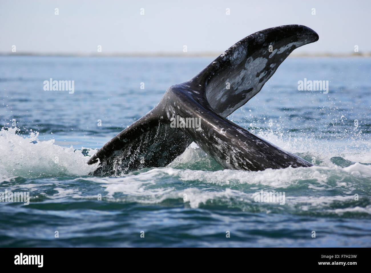 Pr0176-D. La baleine grise (Eschrichtius robustus) lob-tailing. La lagune de San Ignacio, Baja, au Mexique. Photo Copyright © Brandon Cole. Banque D'Images