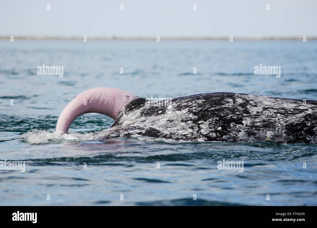 Pr0183-D. pénis d'homme Baleine grise (Eschrichtius robustus). Baja, au Mexique. Photo Copyright © Brandon Cole. Tous droits réservés Banque D'Images