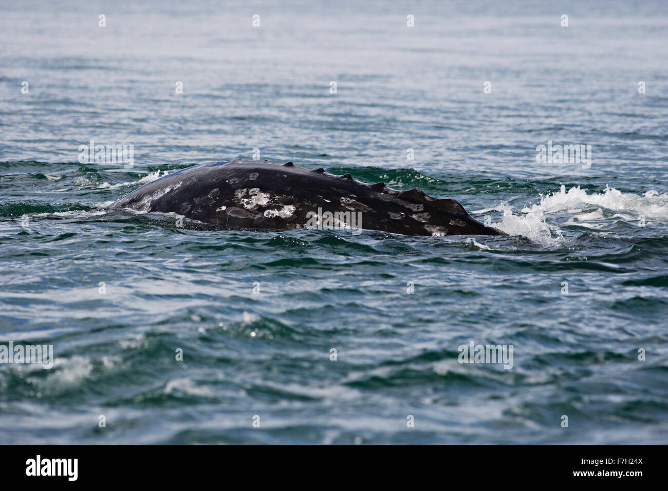 Pr0205-D. La baleine grise (Eschrichtius robustus). Remarque les crêtes de la colonne vertébrale, appelée knuckles. Baja, au Mexique. © Brandon Cole Banque D'Images