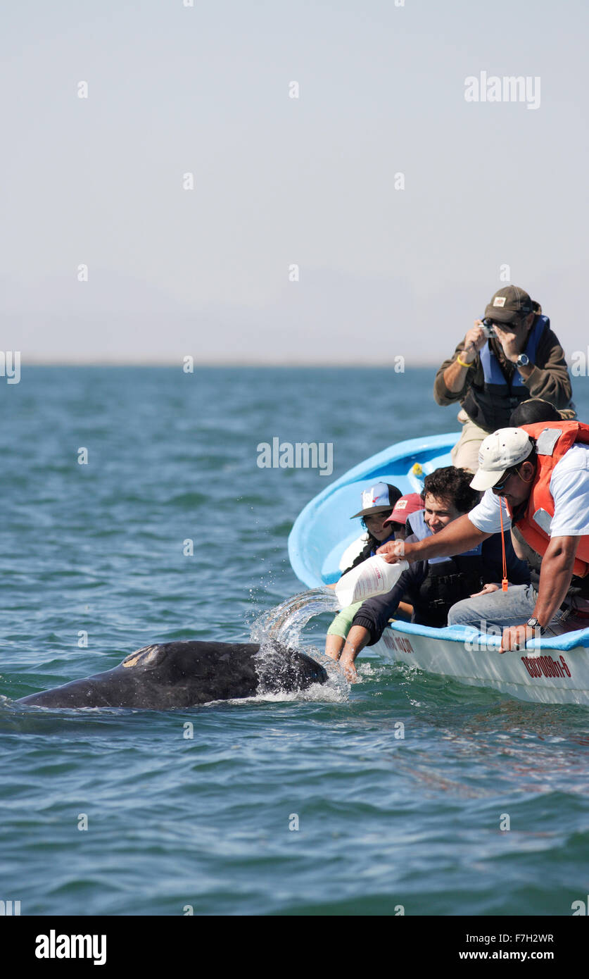 Pr0314-D. La baleine grise (Eschrichtius robustus), curieux veau ludique aime l'attention. Les gens de l'eau splash à son plaisir. Baja Banque D'Images