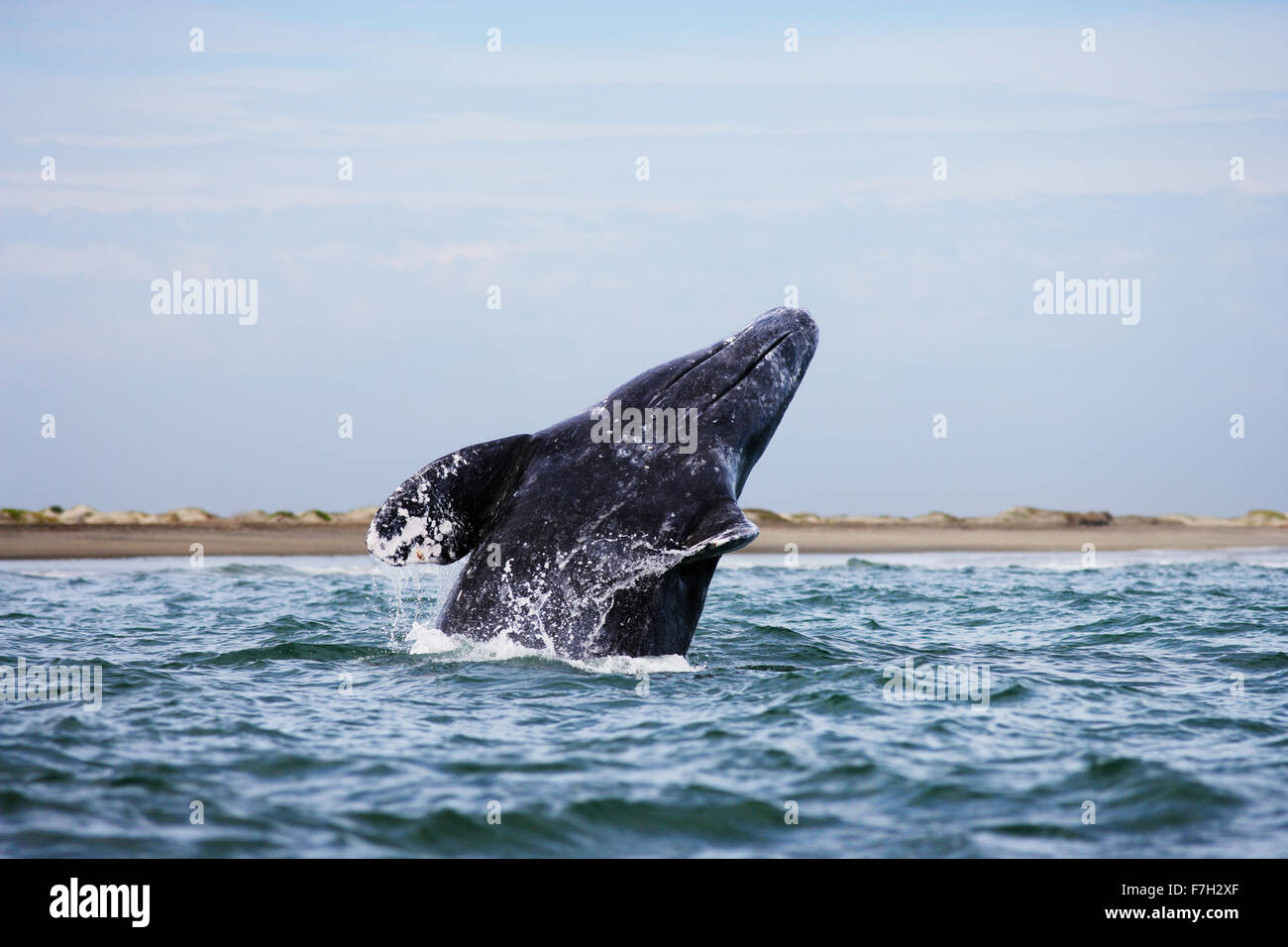 Pr0363-D. La baleine grise (Eschrichtius robustus) violer. Magdalena Bay, Baja, au Mexique. Photo Copyright © Brandon Cole. Banque D'Images