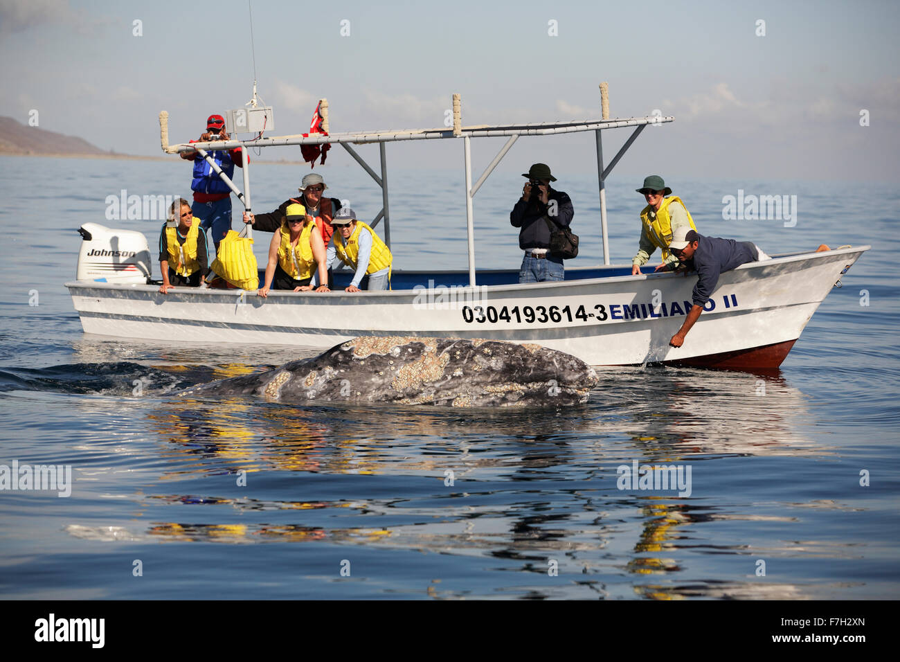 Pr5004-D. La baleine grise (Eschrichtius robustus) à la surface à côté du bateau pour l'observation des baleines avec les touristes. Magdalena Bay, Baja, au Mexique. Banque D'Images