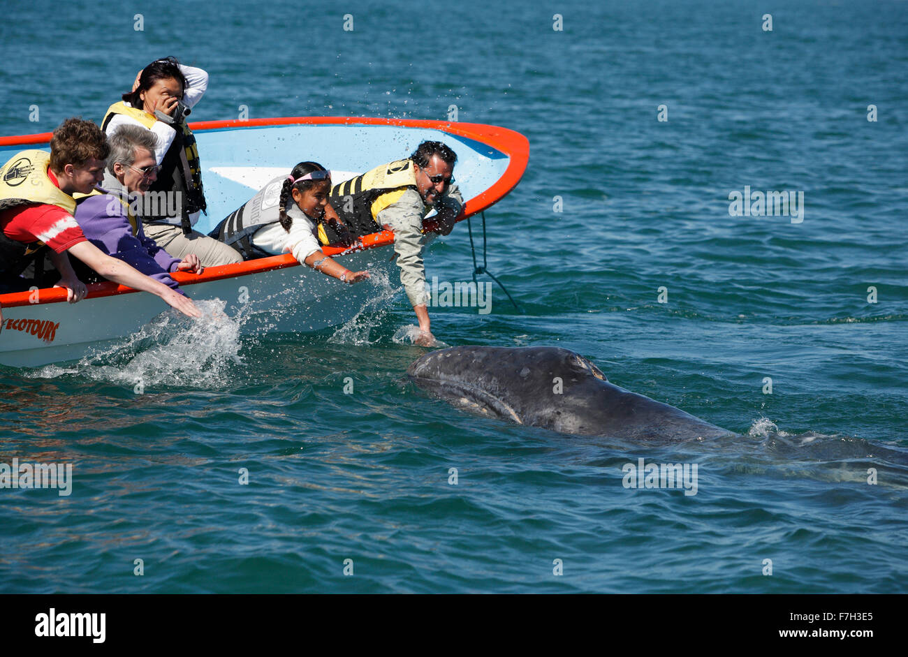 Pr5357-D. La baleine grise (Eschrichtius robustus). Approches veau curieux voile pour le plus grand plaisir des touristes. La lagune de San Ignacio, Baja, Banque D'Images