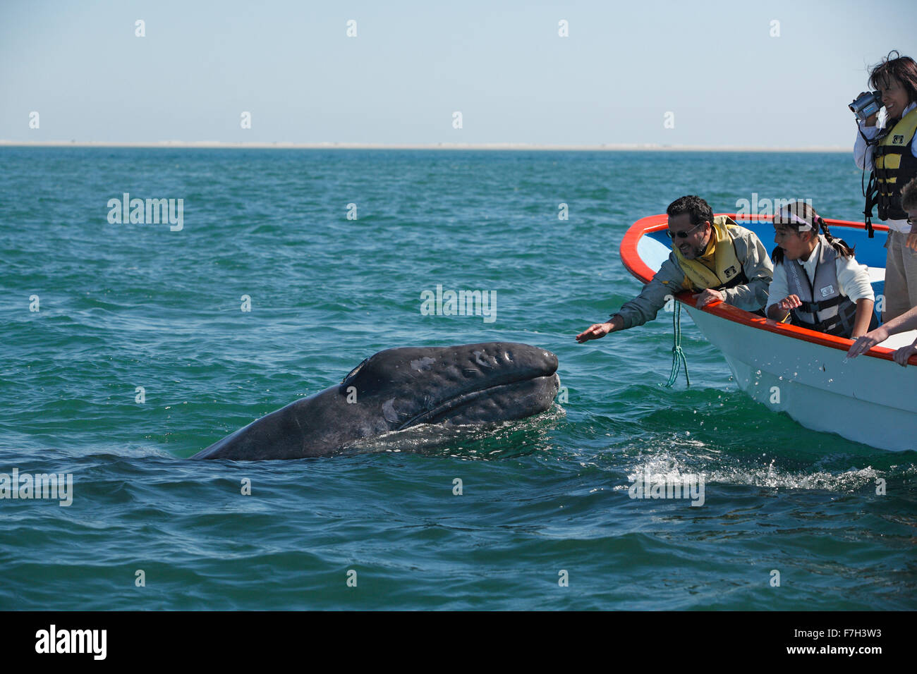 Pr5361-D. La baleine grise (Eschrichtius robustus), curieux petit bateau approches d'accepter une légère touche humaine à partir de la famille. San Ignacio Banque D'Images