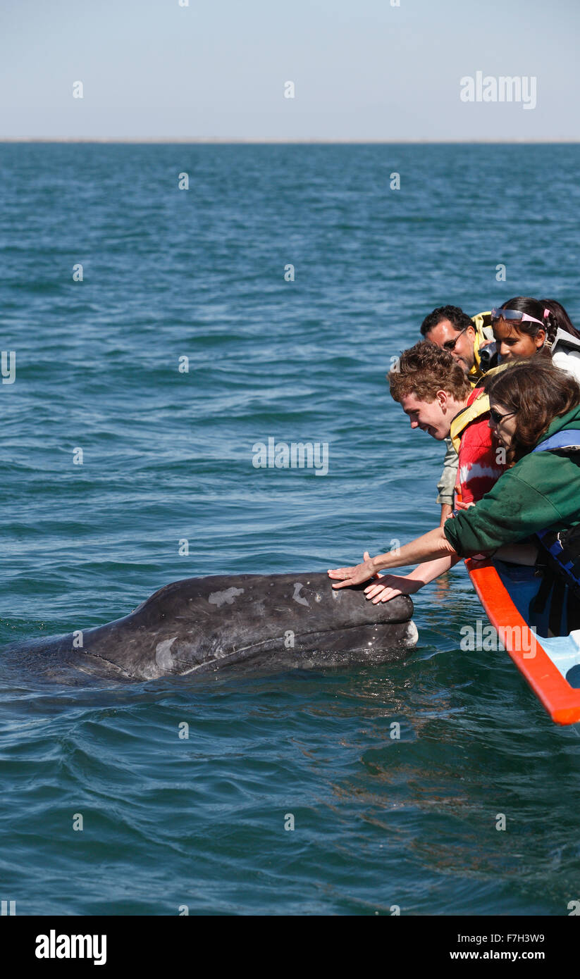 Pr5365-D. La baleine grise (Eschrichtius robustus), curieux petit bateau approches d'accepter une légère touche humaine. La lagune San Ignacio Baja Banque D'Images