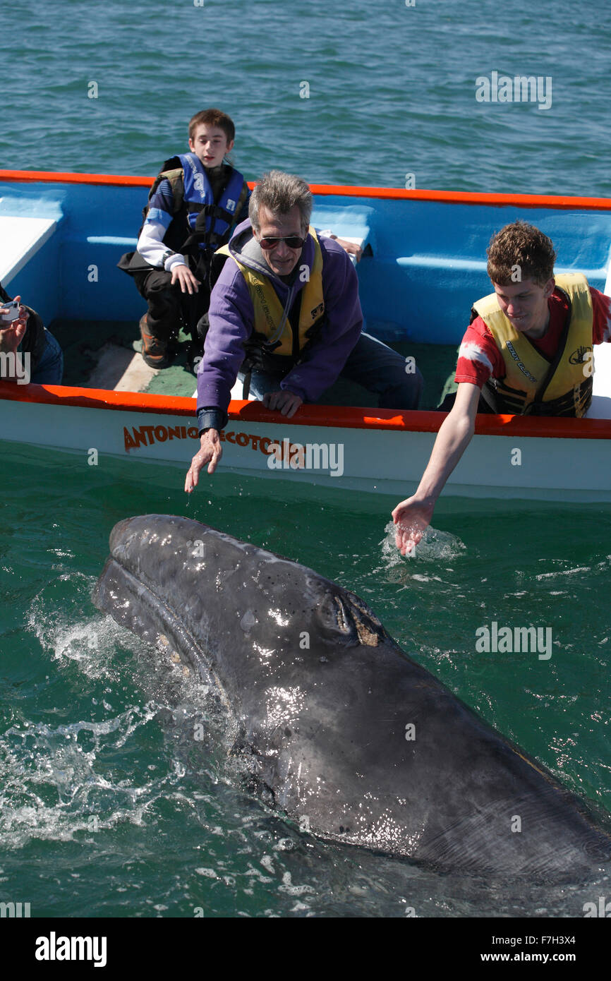 Pr5393-D. La baleine grise (Eschrichtius robustus), curieux petit bateau approches d'accepter une légère touche humaine. La lagune San Ignacio Baja Banque D'Images