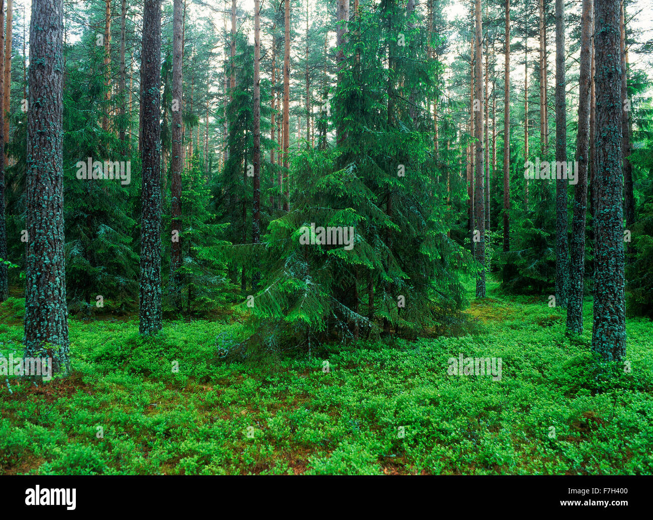 L'agriculture forêt de pins dans l'Uppland, Suède Banque D'Images