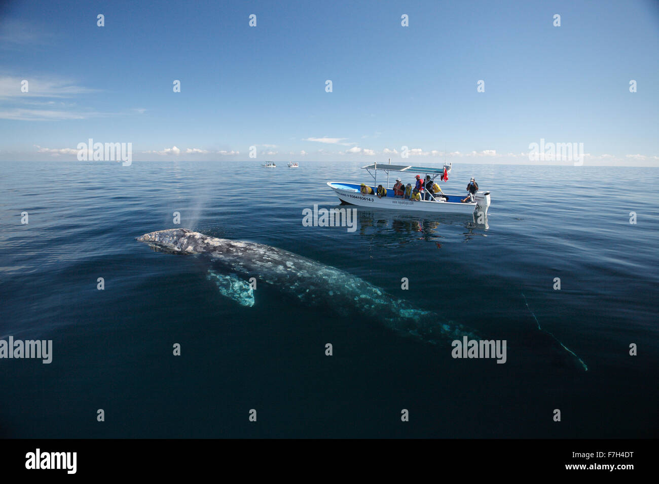 Pr7012-D. La baleine grise (Eschrichtius robustus) surfaces à respirer aux côtés des baleines bateau avec les touristes. Magdalena Bay Baja Banque D'Images