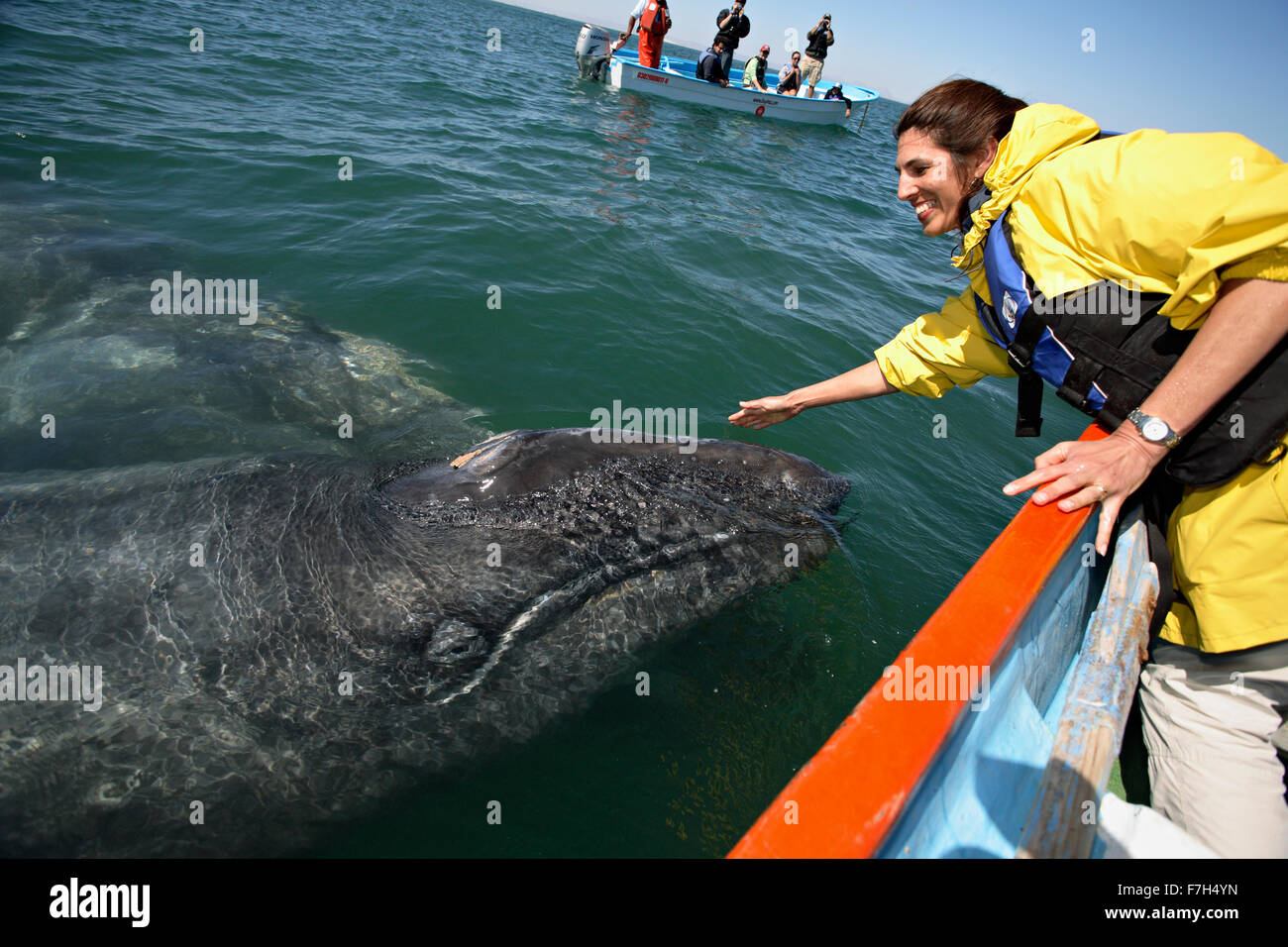 Pr0101-D. La baleine grise (Eschrichtius robustus). Baja, au Mexique, l'océan Pacifique. 'Amicaux'- maman et bébé- femme approche Banque D'Images