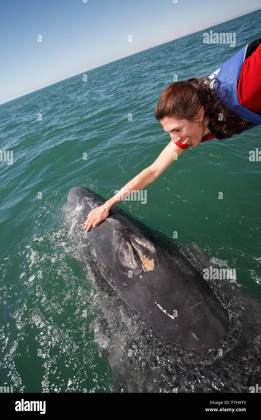 Pr7115-D. La baleine grise (Eschrichtius robustus), veau ludique interagit avec woman (Modèle 1992). La lagune San Ignacio Banque D'Images