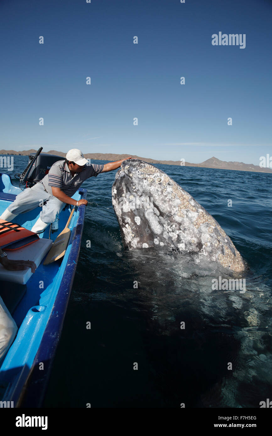 Pr7208-D. La baleine grise (Eschrichtius robustus) spyhopping aux côtés de bateau. Magdalena Bay, Baja, au Mexique. Copyright © Brandon Cole Banque D'Images