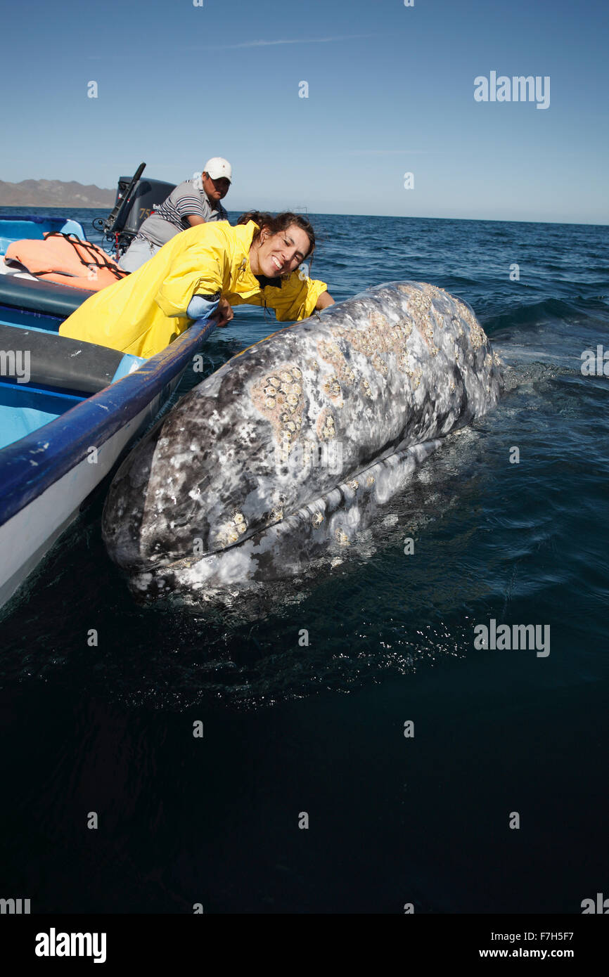 Pr7243-D. La baleine grise (Eschrichtius robustus). Un petit, baleines adultes curieux passé une heure en frottement avec voile, Baja Mexique Banque D'Images