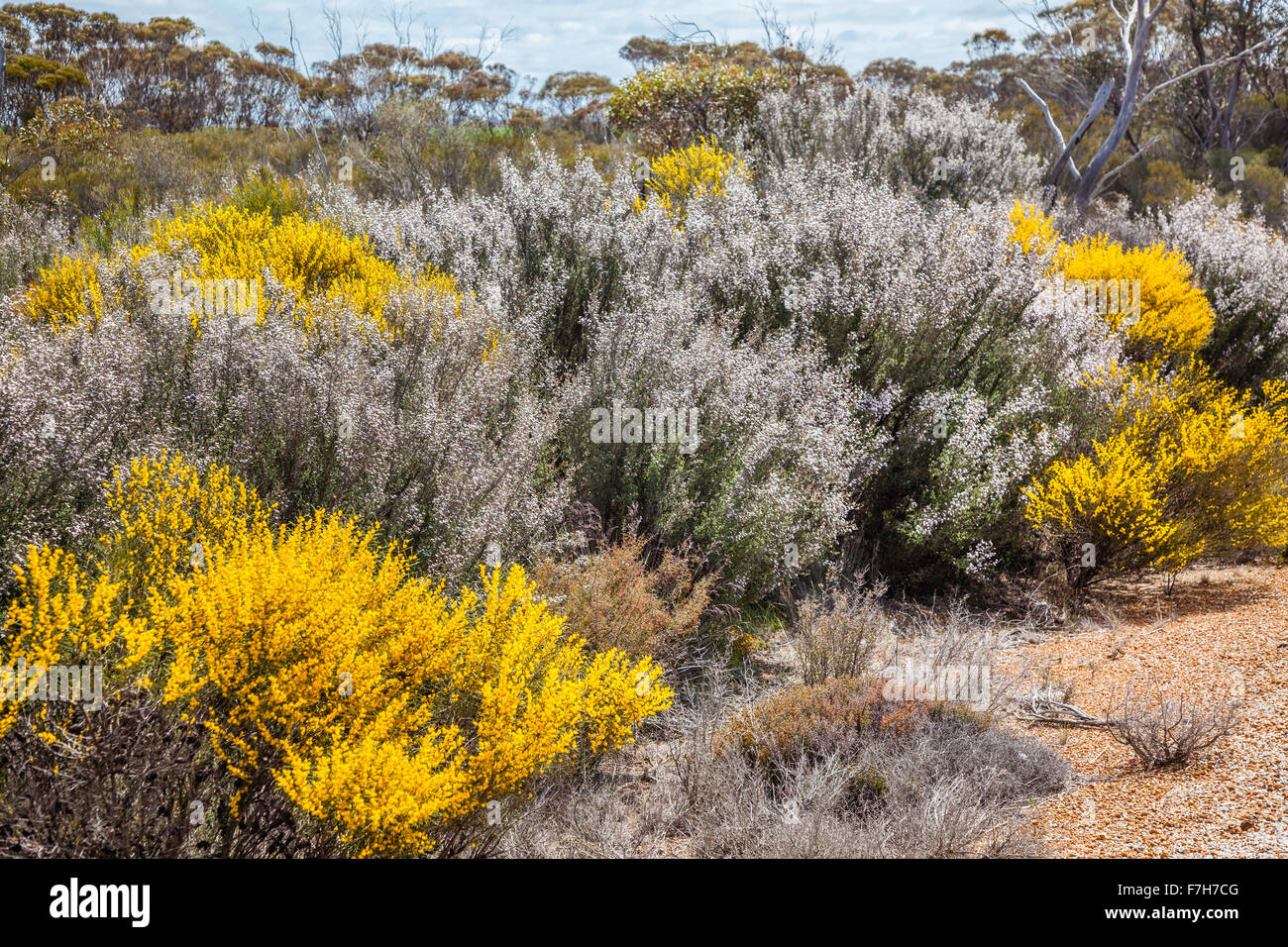 L'Australie, Australie occidentale, Grand Sud, l'Est de la région de Wheatbelt ; floraison de printemps paysage bush Banque D'Images
