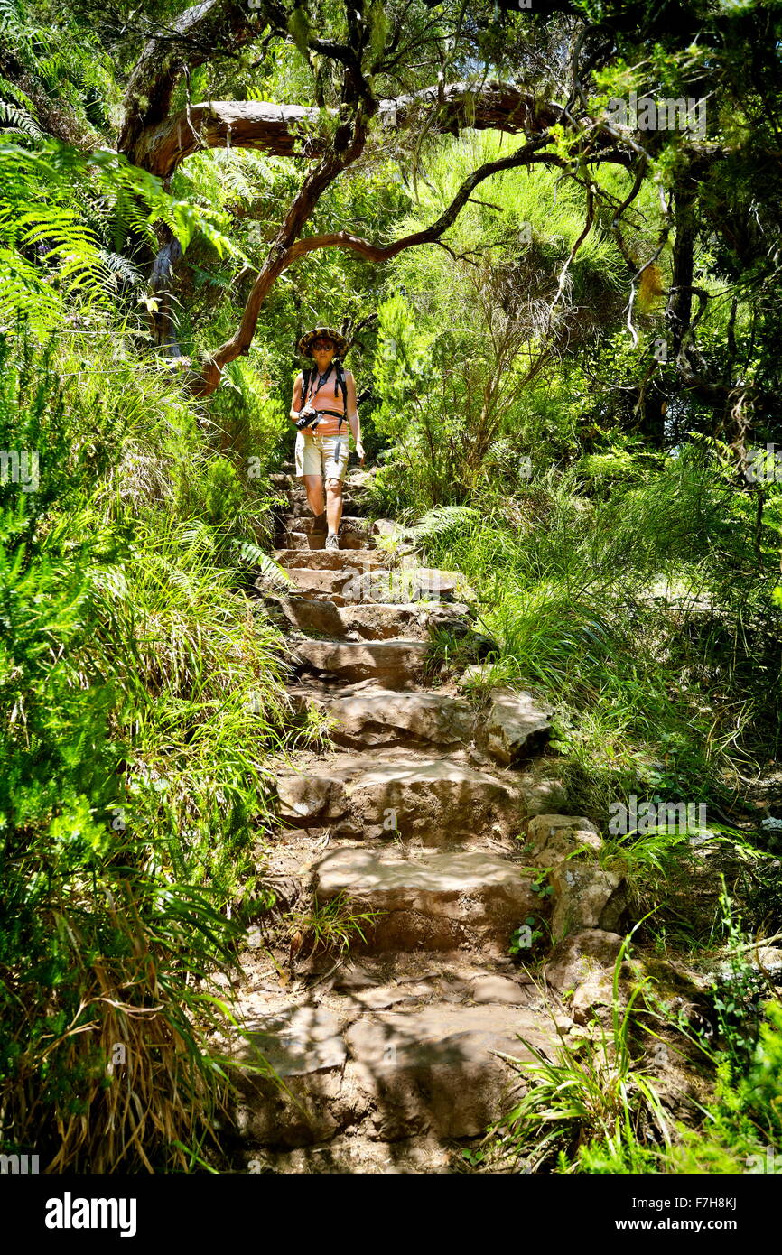 Levada do Risco, chemin de randonnée populaires dans Rabacal, l'île de Madère, Portugal Banque D'Images