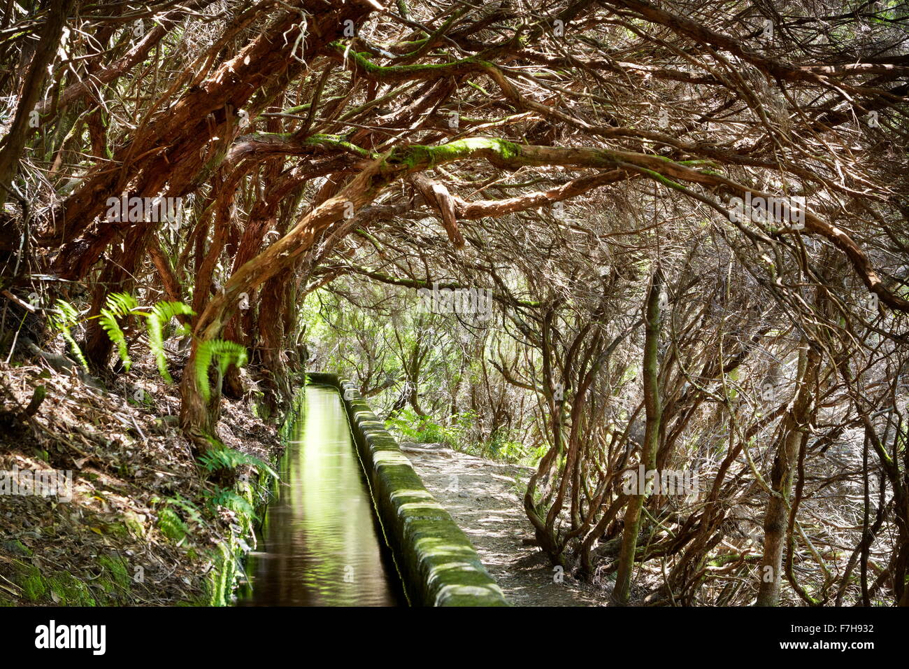 Levada das 25 Fontes, forêt de lauriers et canal d'irrigation, Rabacal, l'île de Madère, Portugal Banque D'Images