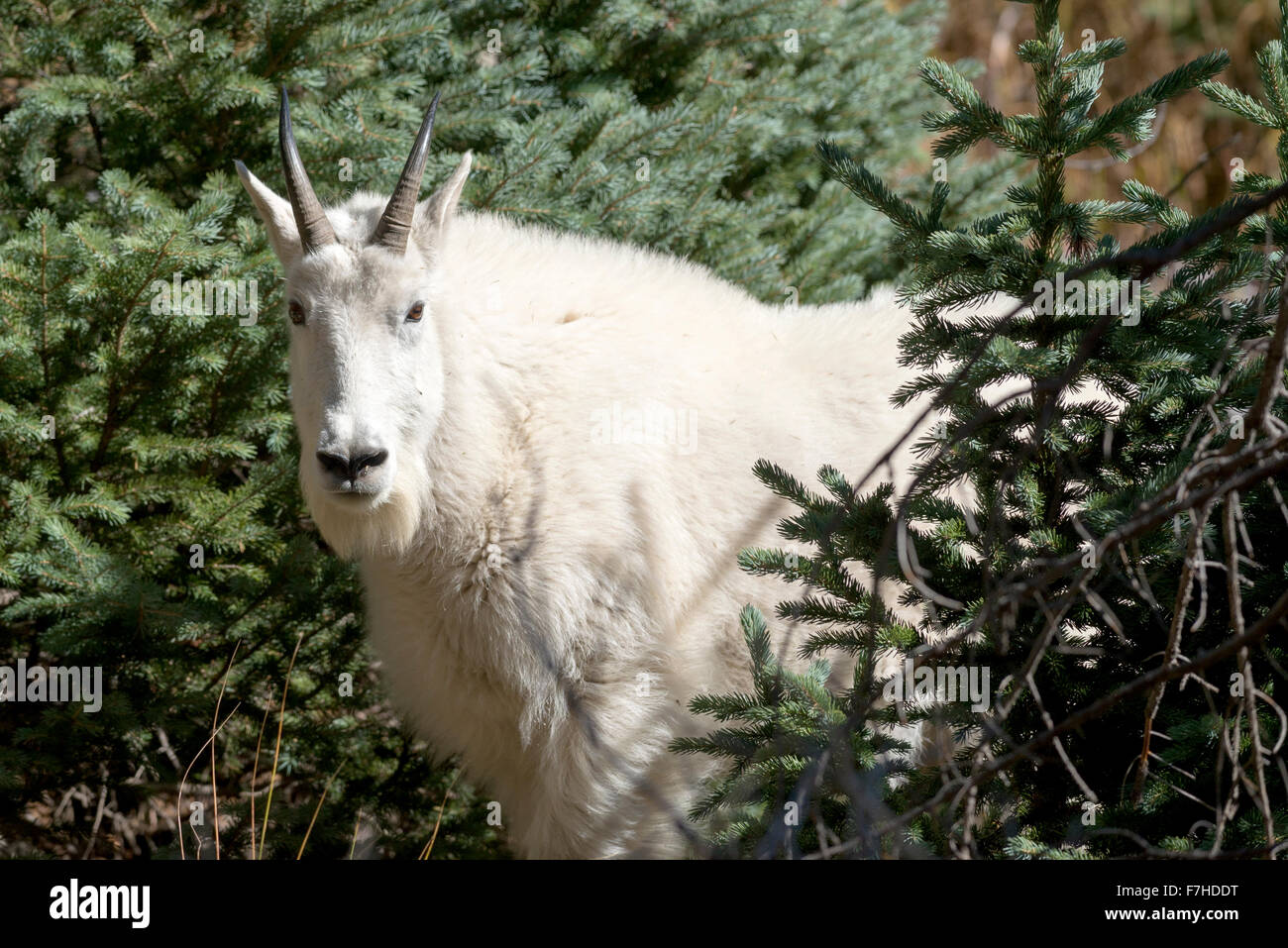 La chèvre de montagne dans les montagnes de San Juan du Colorado. Banque D'Images