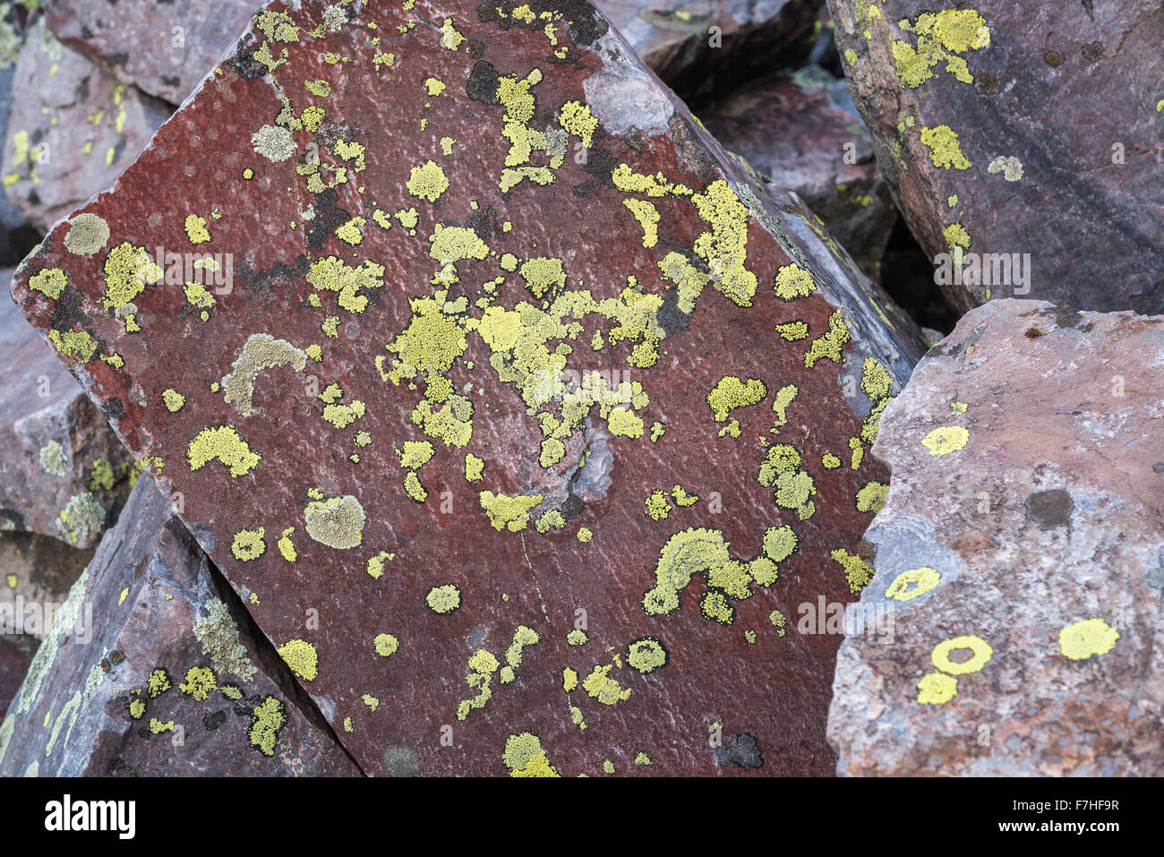 Rochers couverts de lichen, Weminuche Désert, Colorado. Banque D'Images