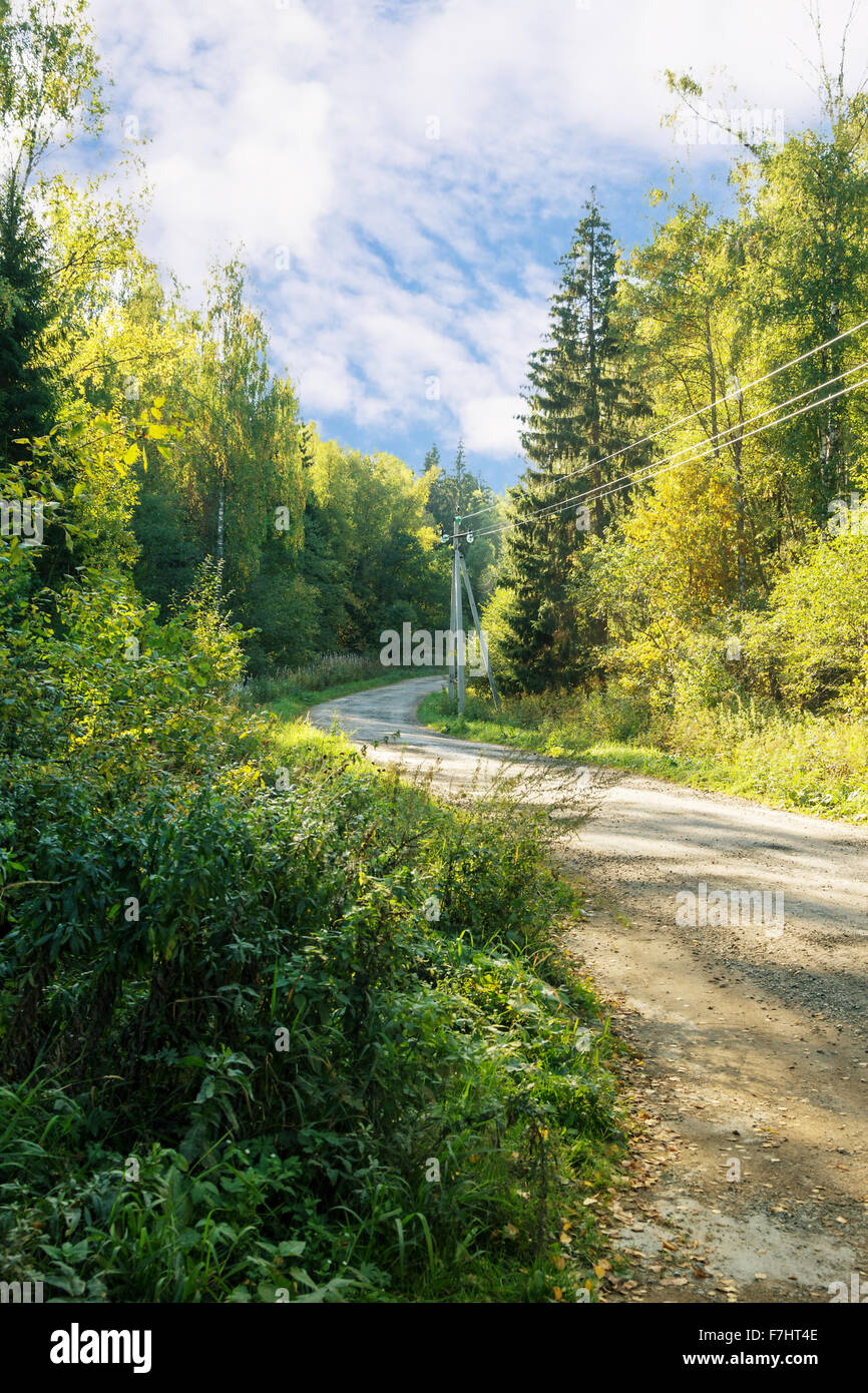 Route de terre dans les bois aux beaux jours d'été Banque D'Images