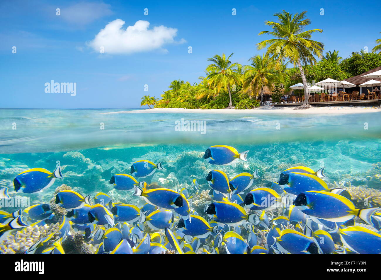 Maldives Island - vue sous-marine avec des bancs de poissons et de corail Banque D'Images