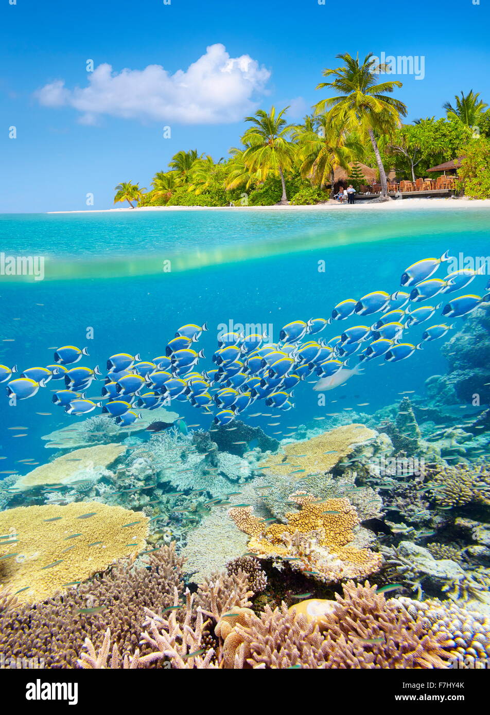 Maldives Island - tropical vue sous-marine avec reef Banque D'Images