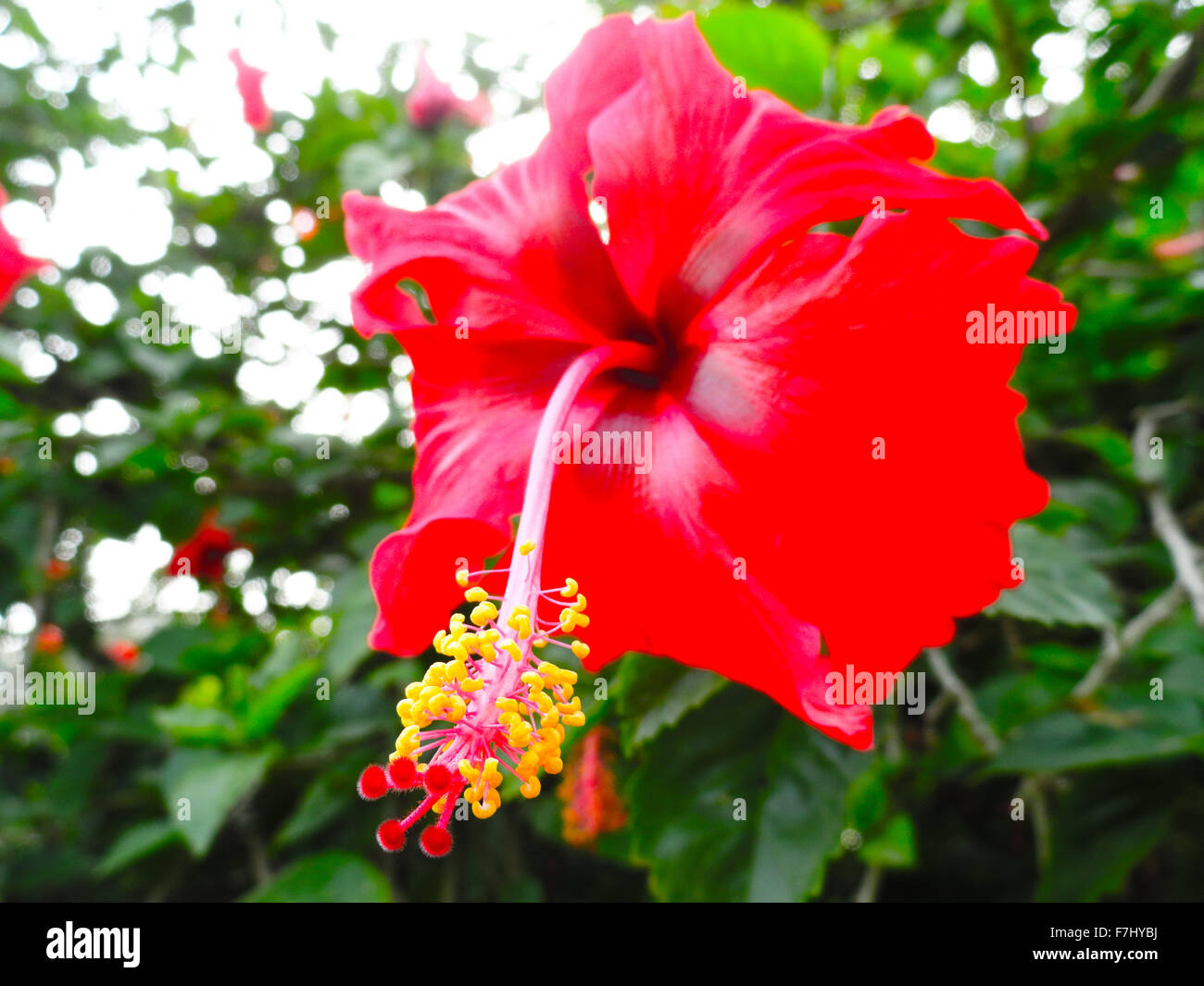Fleur Hibiscus pétale rouge Banque D'Images