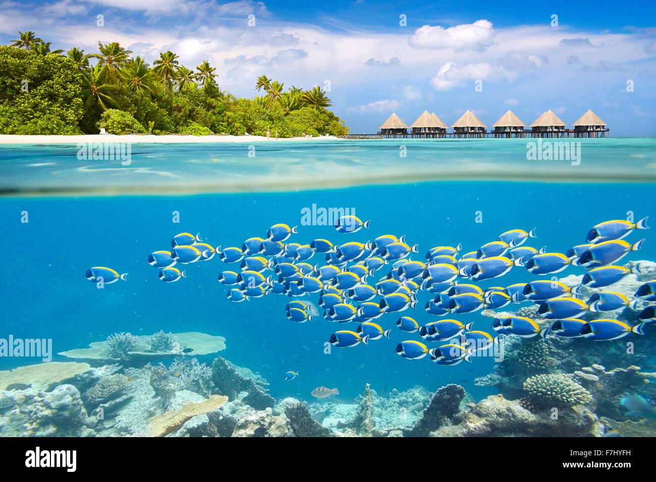 Maldives Island - vue sous-marine avec banc de poissons Banque D'Images