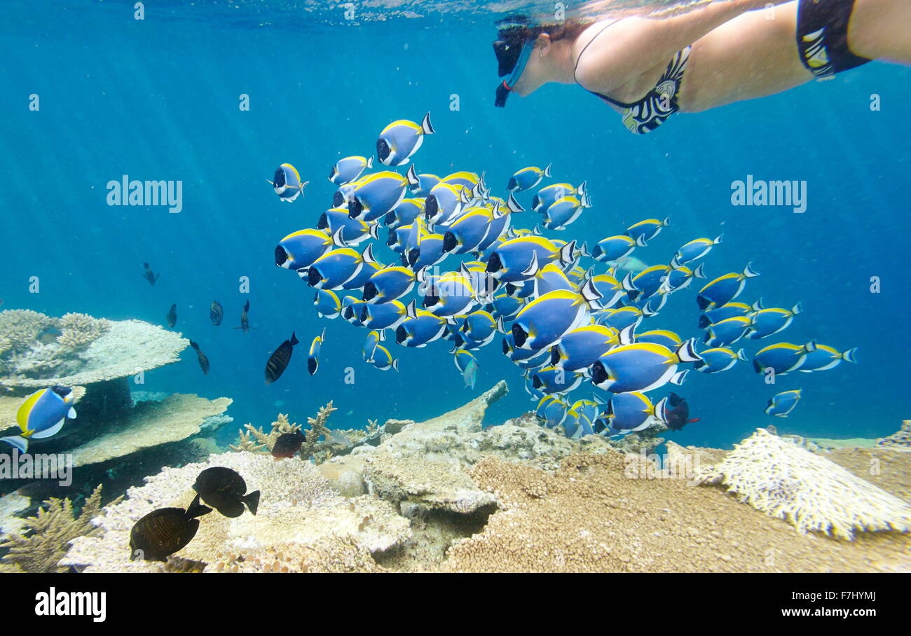 Girl tuba avec poissons, Maldives Banque D'Images