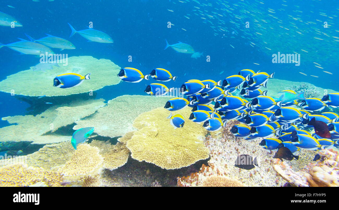 Vue sous-marine avec des poissons, les Maldives, l'Océan Indien Banque D'Images