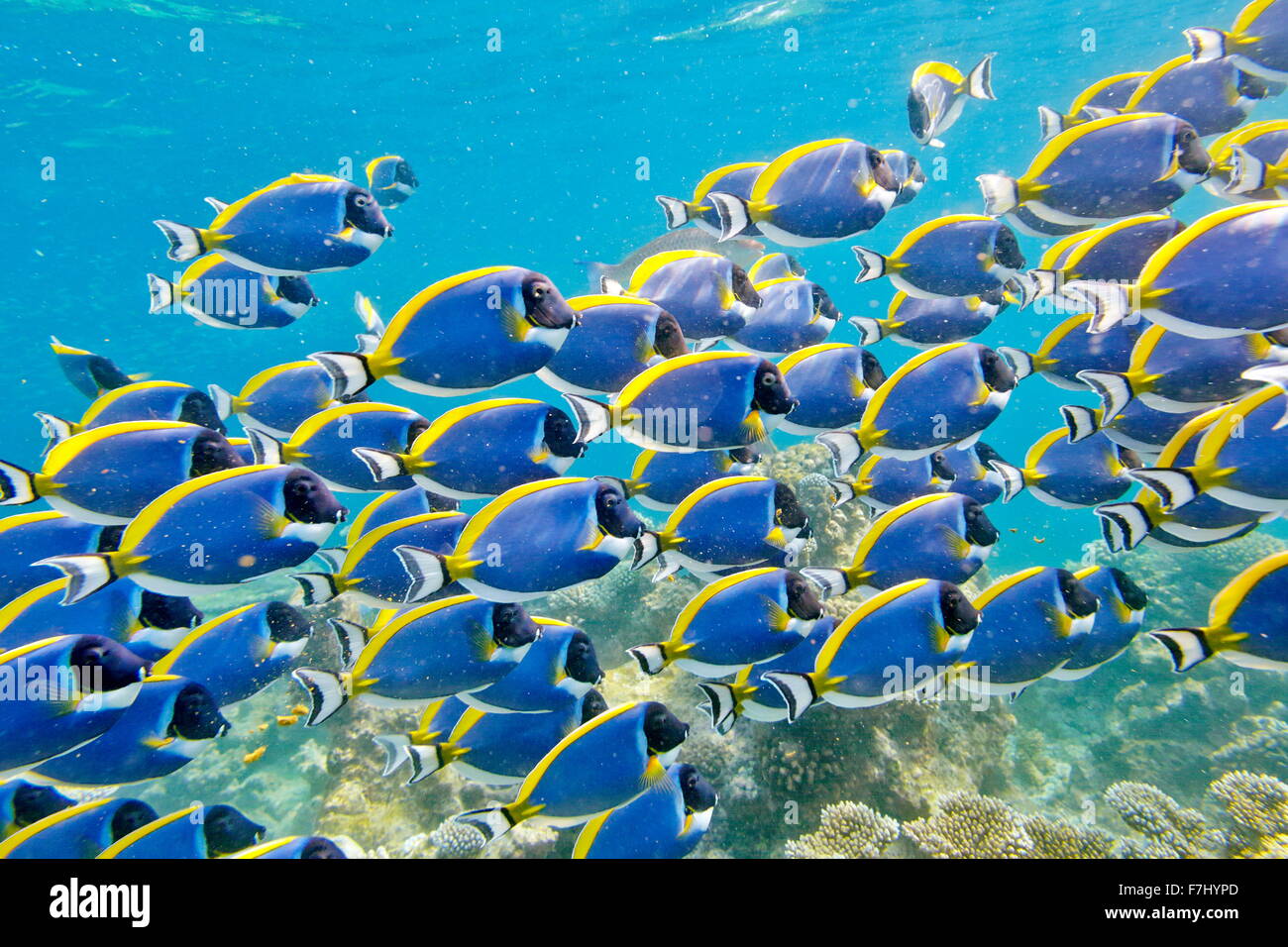 Maldives Island - vue sous-marine, banc de poissons Banque D'Images