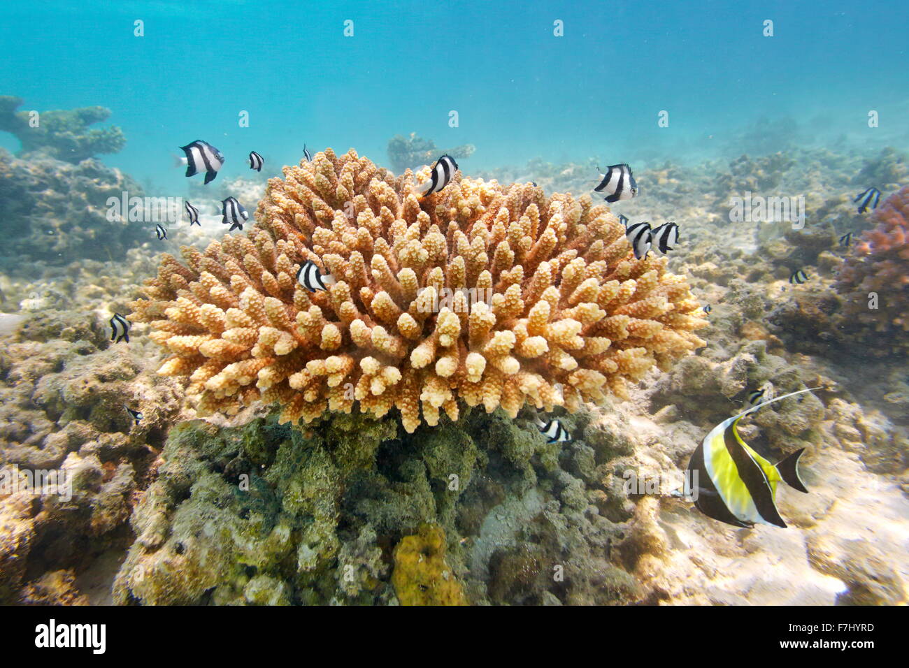 Maldives Island - récifs coralliens peu profonds Banque D'Images