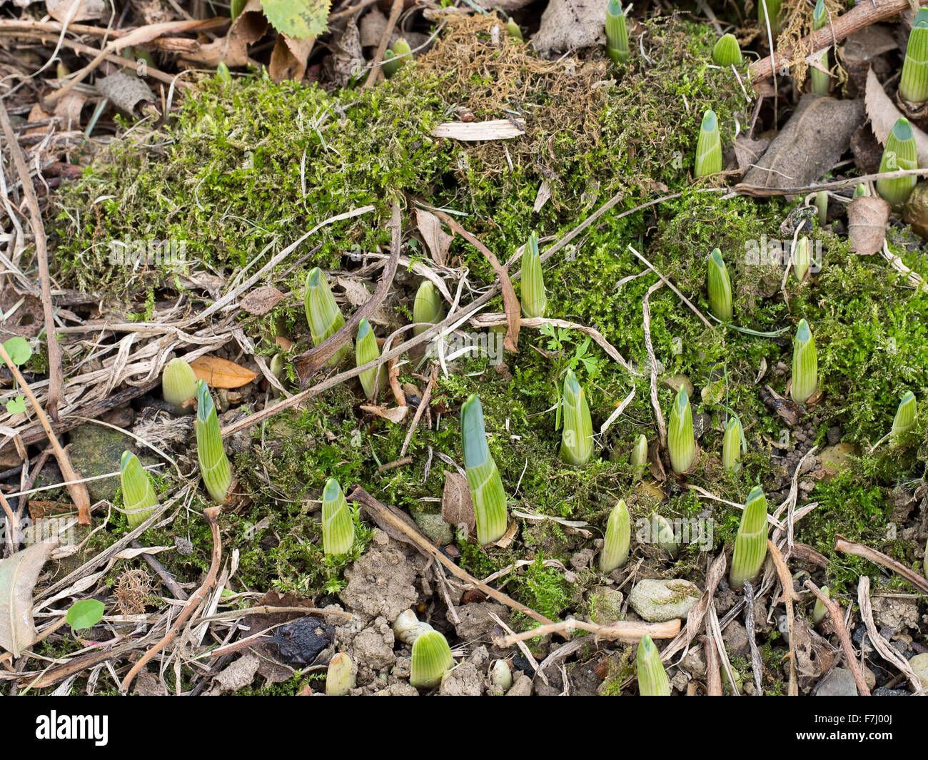 Photo de décembre. Premiers signes du printemps - les pousses de la jonquille. Banque D'Images