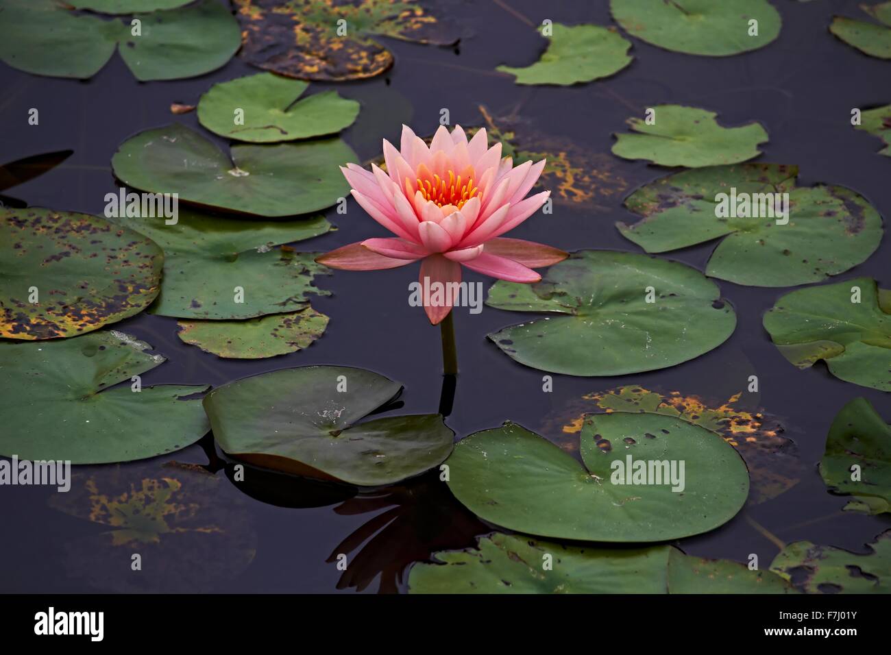 Hong Kong Wetland Park - Pink Water Lilly et piscine basse entre les électrodes flottantes Lilly à Tin Shui Wai Yuen Long développement Ville Nouvelle Banque D'Images