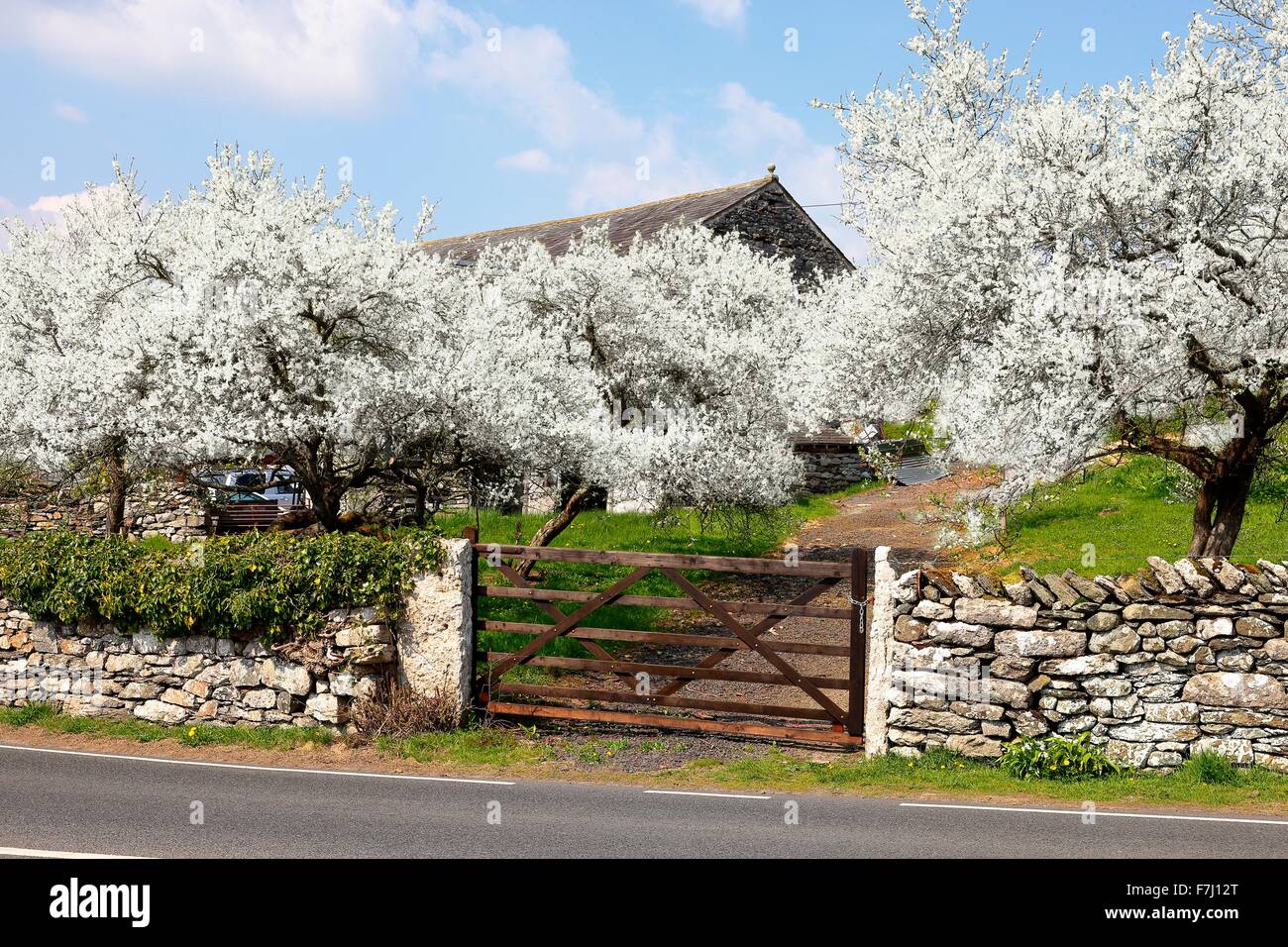 Lyth Valley. Damson Verger en fleurs. Dawson, le Howe, Parc National de Lake District, Cumbria, England, UK. Banque D'Images