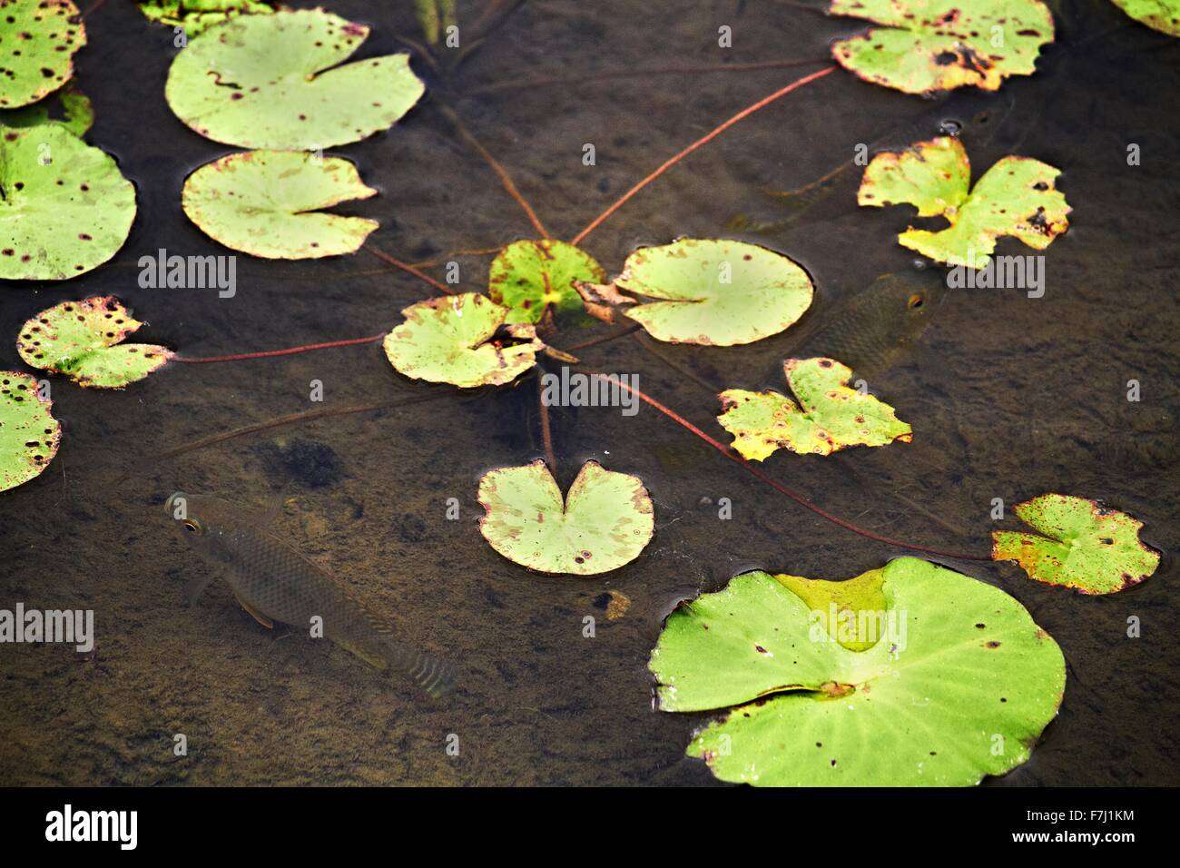 Hong Kong Wetland Park - Pink Water Lilly et piscine basse entre les électrodes flottantes Lilly à Tin Shui Wai Yuen Long développement Ville Nouvelle Banque D'Images