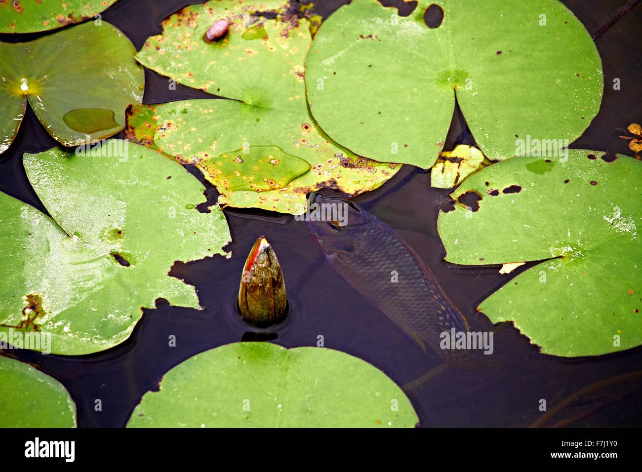 Hong Kong Wetland Park - Pink Water Lilly et piscine basse entre les électrodes flottantes Lilly à Tin Shui Wai Yuen Long développement Ville Nouvelle Banque D'Images