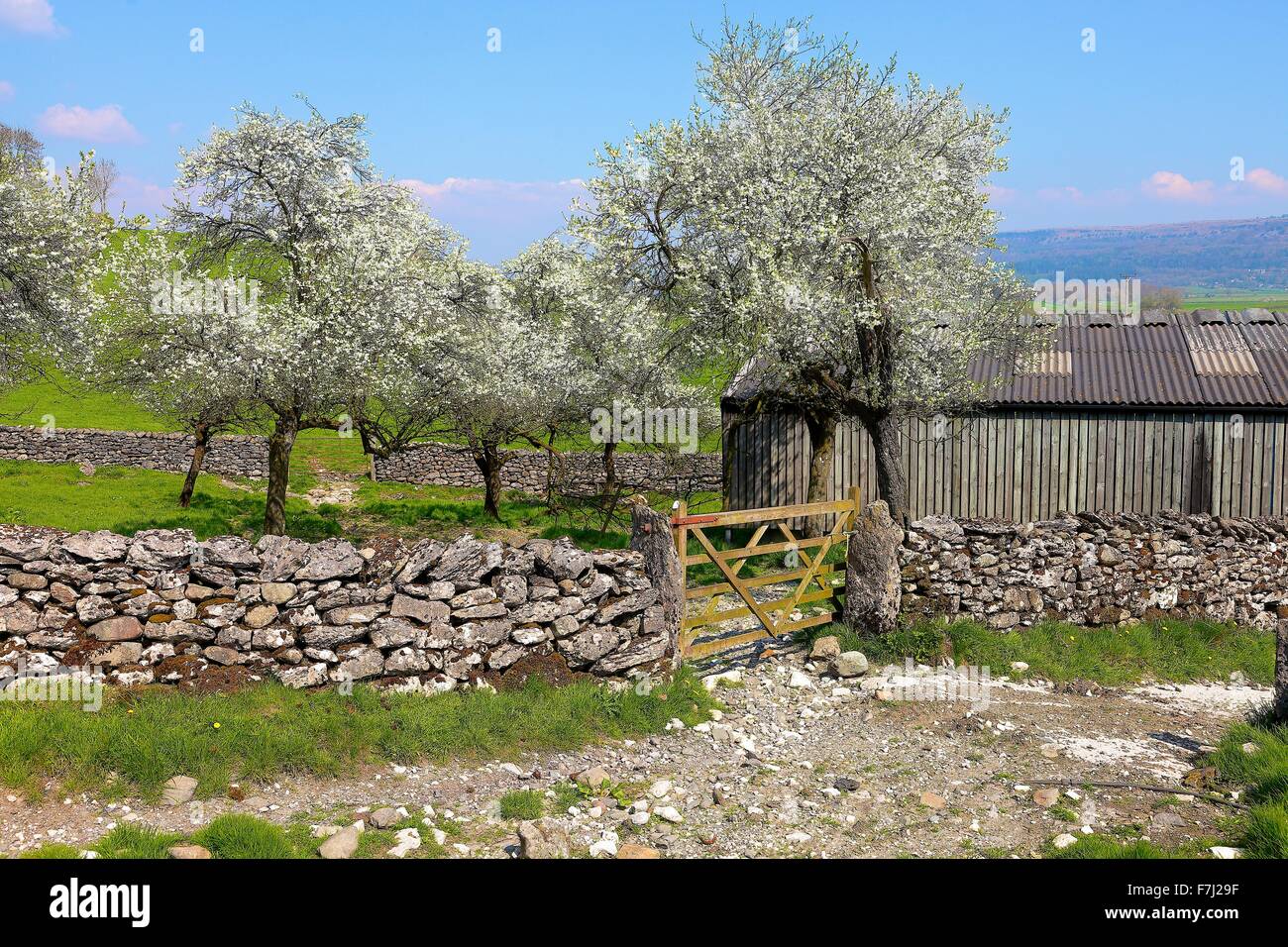 Lyth Valley. Damson Verger en fleurs. Flodder Hall Farm, le Howe, Parc National de Lake District, Cumbria, England, UK. Banque D'Images