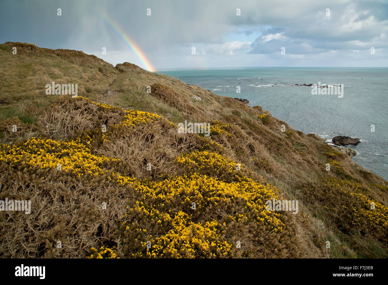 L'ajonc commun en fleurs au début du printemps, avec rainbow, sur le cap Lizard, Cornwall Banque D'Images